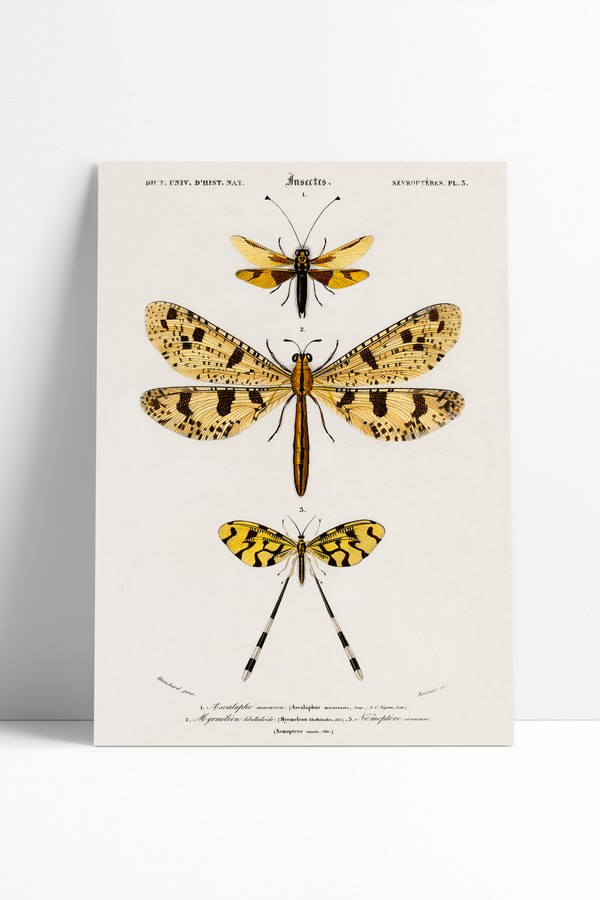 Poster Vintage Dragonfly