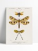 Poster Vintage Dragonfly
