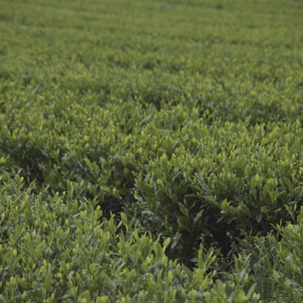 Chá Verde Importado - Camellia sinensis - 100g